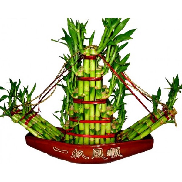 Lucky Bamboo Boat Arrangement